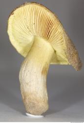 Photo Texture of Mushroom